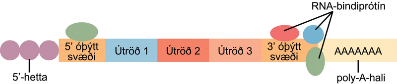 In the mature R N A molecule, exons are spliced together between the 5 prime and 3 prime untranslated regions. A 5 prime cap is attached to the 5 prime untranslated region, and a poly A tail is attached to the 3 prime untranslated region. R N A binding proteins associate with the 5 prime and 3 prime untranslated regions.