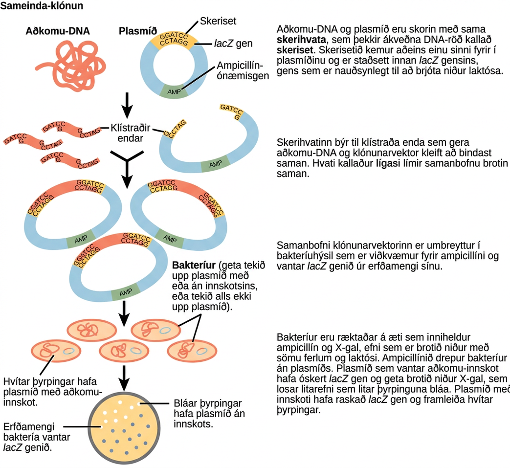 This figure illustrates the steps in molecular cloning into a plasmid called a cloning vector. The vector has a lac Z gene, which is necessary for metabolizing lactose, and a gene for ampicillin resistance. Within the lac Z gene are restriction sites, sequences of D N A cut by a particular restriction enzyme. The D N A to be cloned and the plasmid are both cut by the same restriction enzyme. The restriction enzyme staggers the cuts on the two strands of D N A, such that each strand has an overhanging single-stranded bit of D N A. On one strand, the sequence of the overhang is G A T C, and on the other, the sequence is C T A G. These two sequences are complementary, and allow the fragment of foreign D N A to anneal with the plasmid. An enzyme called ligase joins the two pieces together. The ligated plasmid is then transformed into a bacterial strain that lacks the lac Z gene and is sensitive to the antibiotic ampicillin. The bacteria are plated on media containing ampicillin, so that only bacteria that have taking up the plasmid; which has an ampicillin resistance gene; will grow. The media also contains X gal, a chemical that is metabolized in the same way as lactose. Plasmids lacking the insert are able to metabolize X gal, releasing a dye from X gal that turns the colony blue. Plasmids with the insert have a disrupted lac Z gene and produce white colonies. Thus, colonies containing the cloned D N A can be selected on the basis of color.