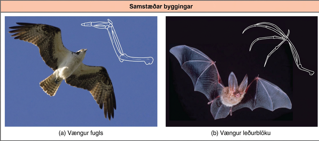 Photo a shows a bird in flight with a corresponding drawing of a bird wing. Photo b is a bat in flight with a corresponding drawing of a bat wing. Both the bird wing and the bat wing share common bones, analogous to the bones in the arms and fingers of humans. However, in the bat wing, the finger bones are long and separate and form a scaffolding on which the wing's membrane is stretched. In the bird wing, the finger bones are short and fused together at the front of the wing.