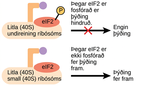 The lower case e lower case I upper case F dash 2 protein is a translation factor that binds to the small 40 S ribosome subunit. When e I F dash 2 is phosphorylated, translation is blocked.