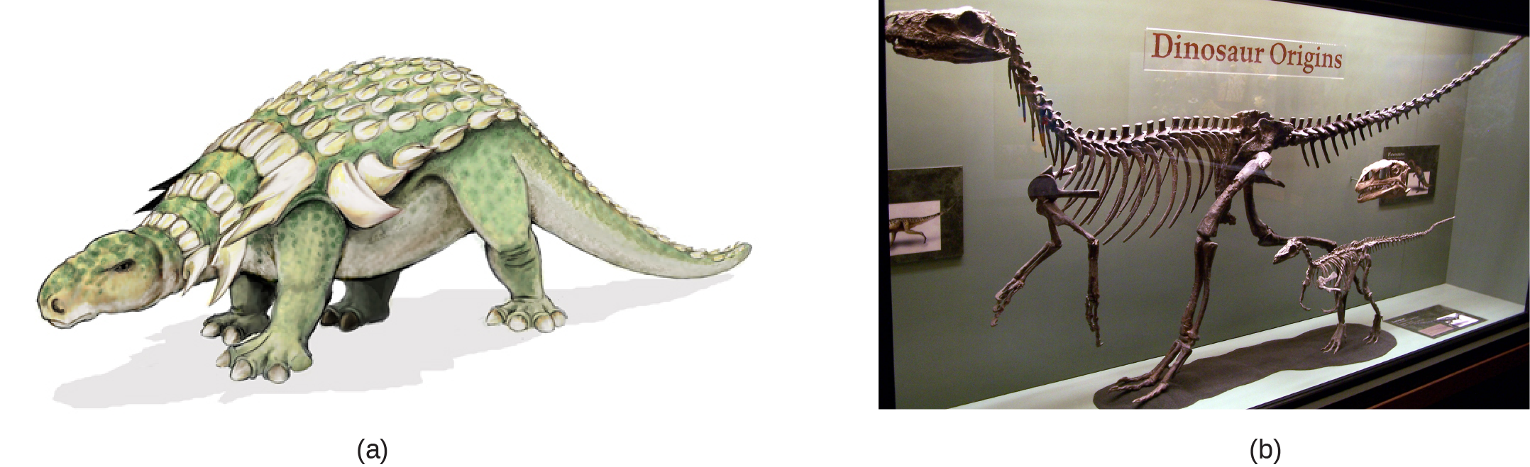 Illustration A shows a dinosaur that walks on four legs, has a long tail, and an armored back. Photo B shows a skeleton of a Eoraptor in a museum.