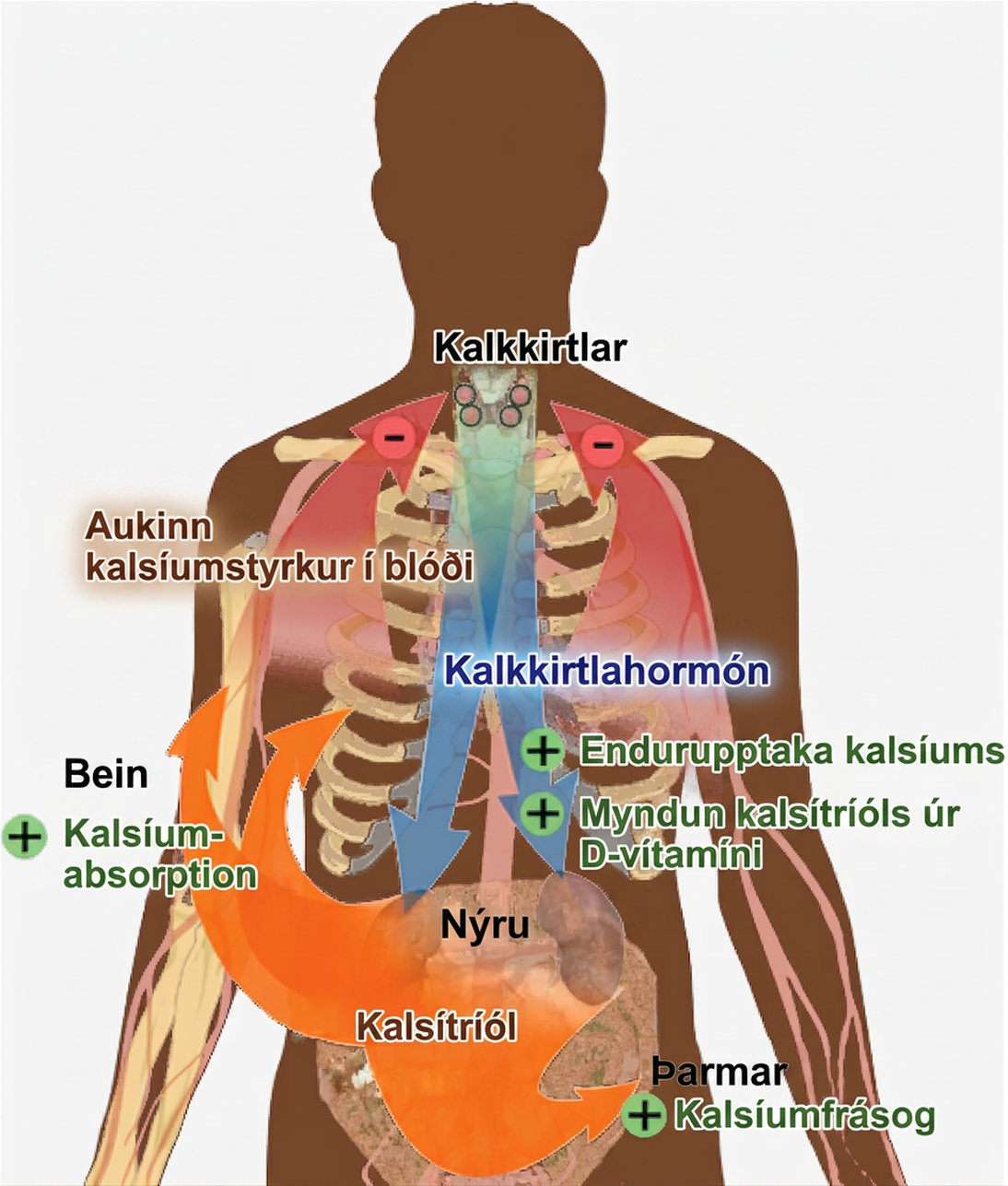 The parathyroid glands, which are located in the neck, release parathyroid hormone, or P T H. P T H causes the release of calcium from bone and triggers the reabsorption of calcium from the urine in the kidneys. P T H also triggers the formation of calcitriol from vitamin D. Calcitriol causes the intestines to absorb more calcium. The result is increased calcium in the blood.