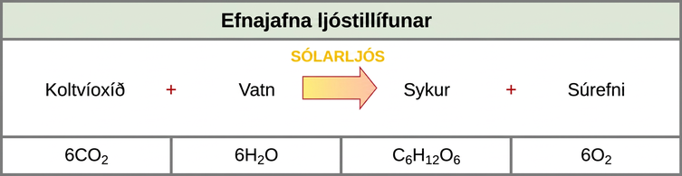 The photosynthesis equation is shown. According to this equation, six carbon dioxide and six water molecules produce one sugar molecule and six oxygen molecules. The sugar molecule is made of six carbons, twelve hydrogens, and six oxygens. Sunlight is used as an energy source.