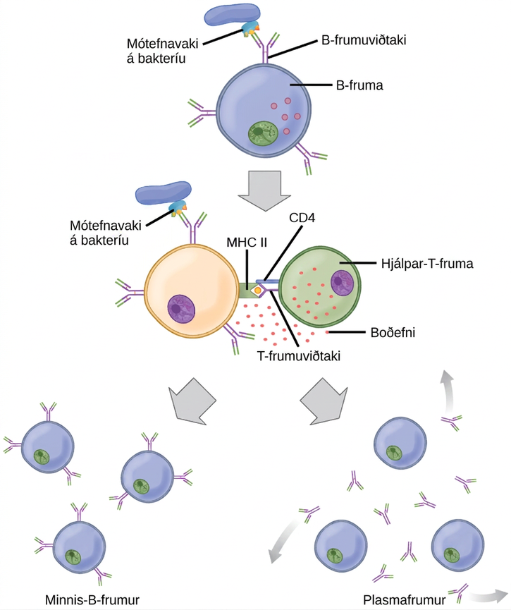 llustration shows activation of a B cell. An antigen on the surface of a bacterium binds the B cell receptor. The b cell engulfs the antigen, and presents an epitope on its surface in conjunction with a M H C I I receptor. A T cell receptor and C D 4 molecule on the surface of a helper T cell recognize the epitopes M H C I I complex and activates the B cell. The B cell divides and turns into memory B cells and plasma cells. Memory B cells detect the antigen that had activated their parent B cell (memory B cells and their parent B cells share the same BCR, thus they detect the same antigen) and can initiate rapid division and strong response if the same antigen is detected after infection at a different time. Plasma B cells secrete antibodies.