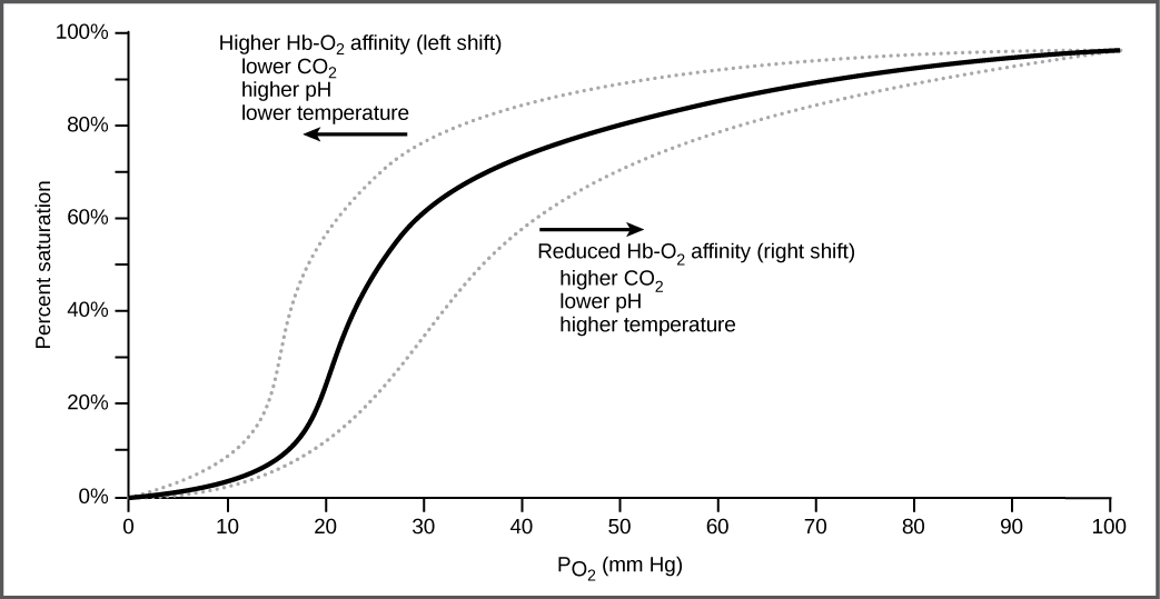 The graph plots percent oxygen saturation of hemoglobin on the Y axis as a function of oxygen partial pressure measured in mm Hg on the X axis. Oxygen saturation increases in an S shaped curve. The curve rises slowly at first, then curves upward. It rises quickly from about 20 percent saturation at 20 mm Hg of partial pressure to about 60 percent saturation at 30 mm Hg of partial pressure. The curve then starts leveling out, gradually rising to nearly 100 percent saturation at 100 mm Hg of partial pressure. The curve shifts to the left under conditions of low carbon dioxide, high p H, and low temperature, and to the right in conditions of high carbon dioxide, low p H, or high temperature.