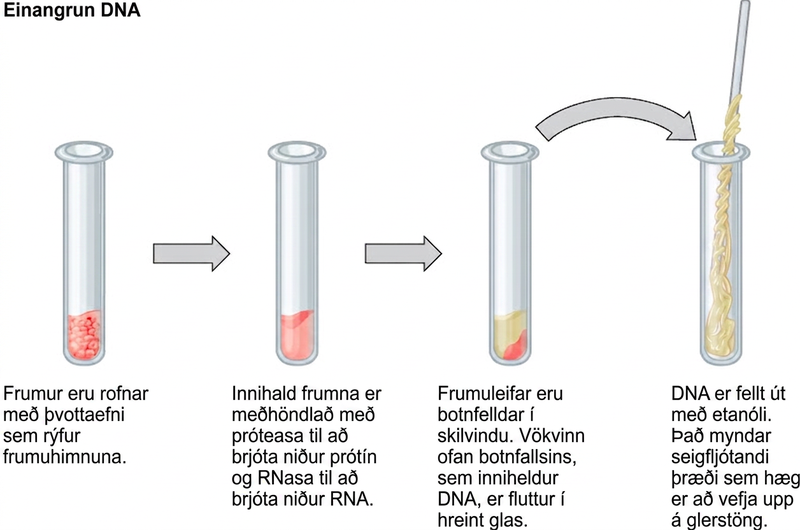 This illustration shows the four main steps of D N A extraction. In the first step, cells in a test tube are lysed using a detergent that disrupts the plasma membrane. In the second step, cell contents are treated with protease to destroy protein, and RNAase to destroy R N A. The resulting slurry is centrifuged to pellet the cell debris. The supernatant, or liquid, containing the D N A is then transferred to a clean test tube. The D N A is precipitated with ethanol. It forms viscous, mucous-like strands that can be spooled on a glass rod.