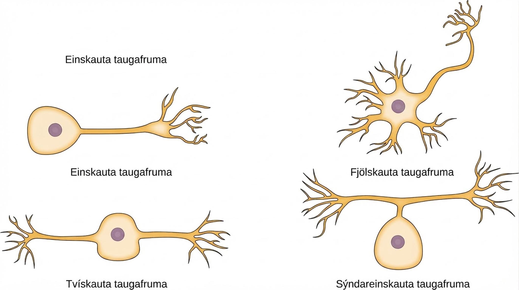 The unipolar cell has a single, long axon extending from the cell body. The bipolar neuron has one axon and one dendrite projecting from opposite sides of the cell body. The multipolar neuron has one long axon and several short, highly branched dendrites extending in all directions. The pseudounipolar neuron has one axon that forms two branches a short distance from the cell body, each of which extends in a different direction.