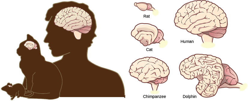 Illustrations shows that brains increase in size and amount of cortical folding from rat to cat to chimpanzee to human to dolphin.