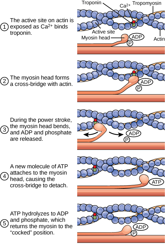 Illustration shows two actin filaments coiled with tropomyosin in a helix, sitting beside a myosin filament. Each actin filament is made of round actin subunits linked in a chain. A bulbous myosin head with A D P and phosphate attached sticks up from the myosin filament. The contraction cycle begins when calcium binds to the actin filament, allowing the myosin head to from a cross bridge. During the power stroke, the myosin head bends and A D P and phosphate are released. As a result, the actin filament moves relative to the myosin filament. A new molecule of A T P binds to the myosin head, causing it to detach. The A T P hydrolyzes to A D P and phosphate, returning the myosin head to the cocked position.