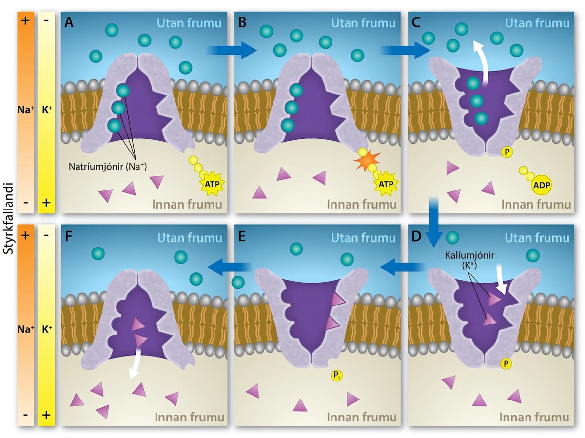 This illustration shows the sodium-potassium pump. Initially, the pumps opening faces the cytoplasm, where three sodium ions bind to it. The antiporter hydrolyzes an A T P to A D P and, as a result, undergoes a conformational change. The sodium ions are released into the extracellular space. Two potassium ions from the extracellular space now bind the antiporter, which changes conformation again, releasing the potassium ions into the cytoplasm.