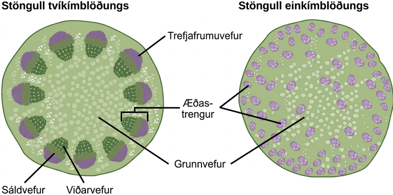 Part A is cross section of a dicot stem. In the center of the stem is ground tissue. Symmetrically arranged near the outside of the stem are egg-shaped vascular bundles; the narrow end of the egg points inward. The inner part of the vascular bundle is xylem tissue, and the outer part is sclerenchyma tissue. Sandwiched between the xylem and sclerenchyma is the phloem. Part B is a cross section of a monocot stem. In the monocot stem, the vascular bundles are scattered throughout the ground tissue. The bundles are smaller than in the dicot stem, and distinct layers of xylem, phloem and sclerenchyma cannot be discerned.