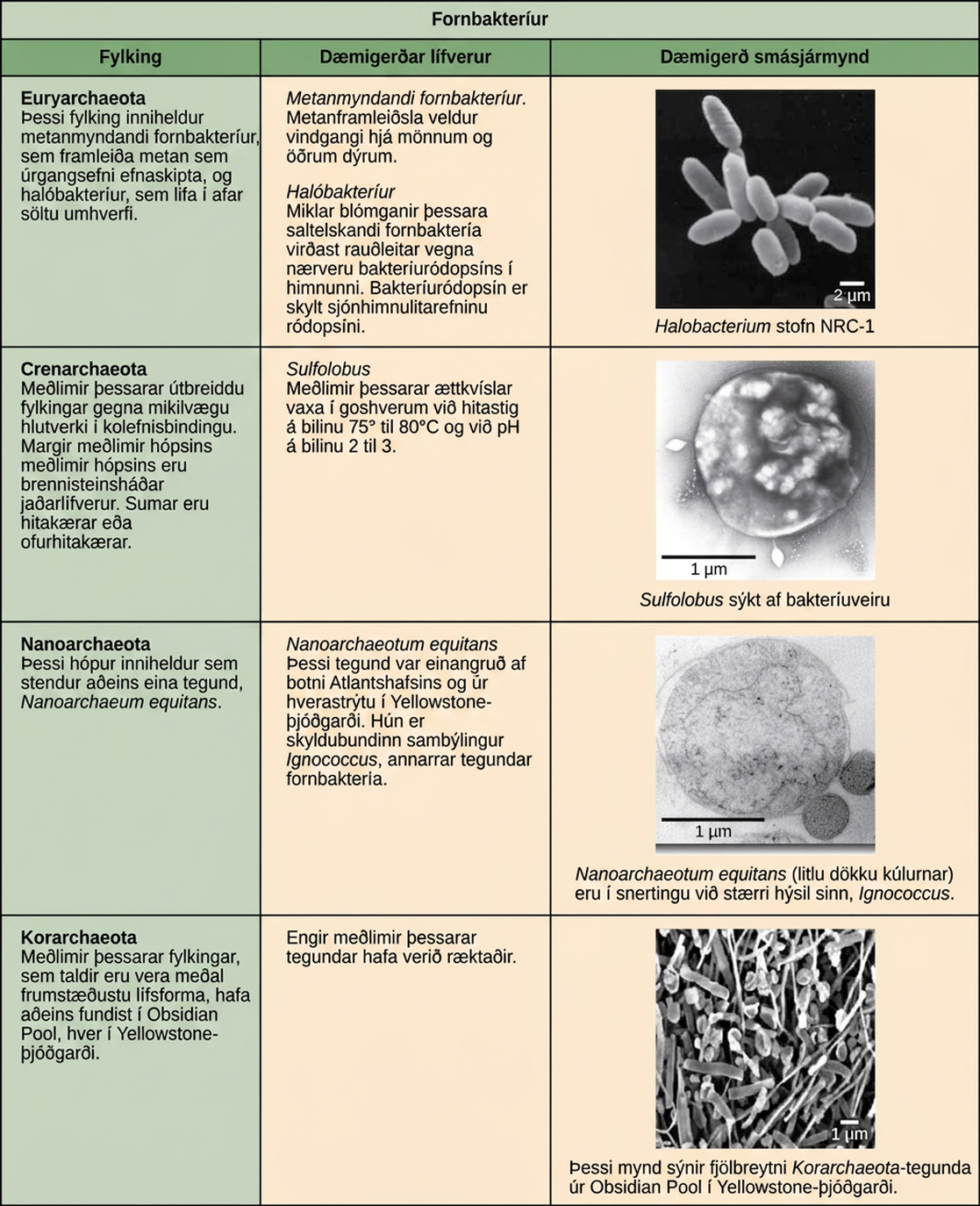 Tafla lýsir fjórum fylkingum fornbaktería: Euryarchaeota, Crenarchaeota, Nanoarchaeota og Korarchaeota.