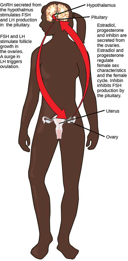 The hypothalamus secretes upper case G lower case n upper case R upper case H, which stimulates secretion of F S H and L H from the pituitary. The hypothalamus and pituitary are both found in the brain. F S H and L H stimulate follicle growth in the ovaries, and a surge in L H triggers ovulation. The two ovaries, which are located on either side of the uterus, secrete estradiol, progesterone, and inhibin. Estrodiol and progesterone regulate female sex characteristics and the menstrual cycle. Inhibin inhibits F S H production by the pituitary in a negative feedback loop.
