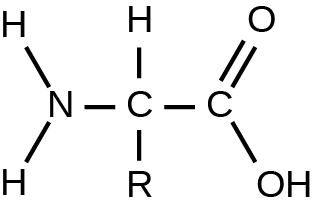 The generic structure of amino acids is shown. A nitrogen atom is single bonded to two hydrogen atoms and one carbon atoms. The carbon atom is single bonded to one hydrogen atom, one R atom, and one carbon atom. R represents different carbon-based side chains. The carbon atom is double bonded to one oxygen atom and single bonded to a hydroxide atom.
