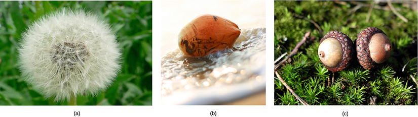 Part A shows a dandelion flower that has seeded. Part B shows a coconut floating in water. Part C shows two acorns.