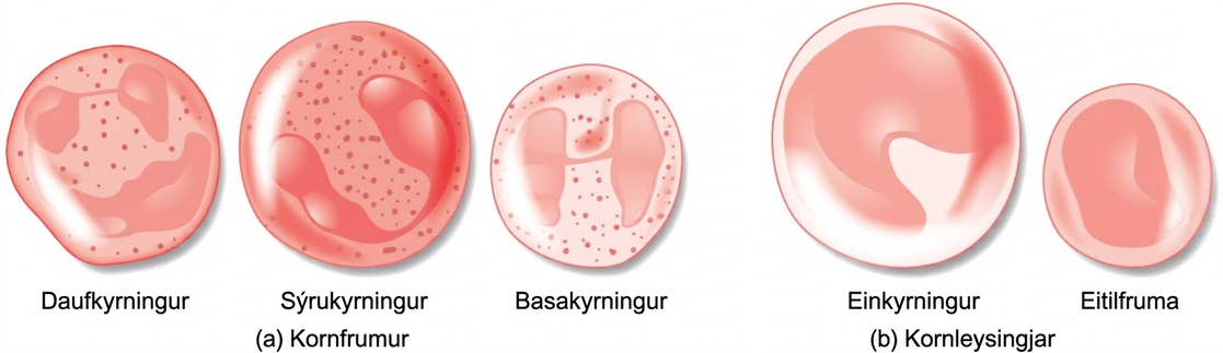 Illustration A shows the granulocytes, which include neutrophils, eosinophils, and basophils. The three cell types are similar in size, with lobed nuclei and granules in the cytoplasm. Illustration B shows agranulocytes, including lymphocytes and monocytes. The monocyte is somewhat larger than the lymphocyte and has a U-shaped nucleus. The lymphocyte has an oblong nucleus.