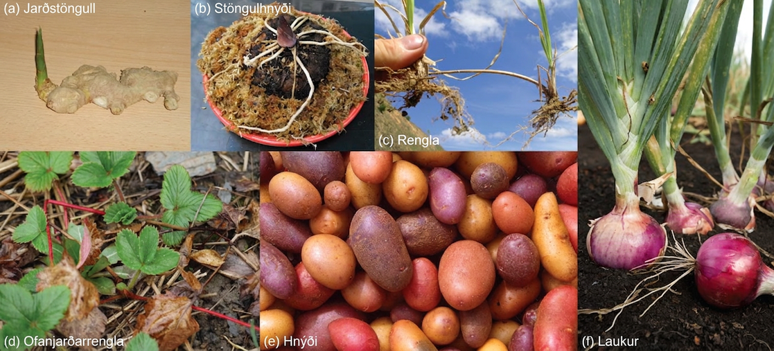 Photos show six types of modified stems: (a) Lumpy white ginger rhizomes are connected together. A green shoot projects from one end. (b) The carrion flower corm is conical-shaped, with white roots spreading from the bottom of the cone, just above the dirt. (c) Two grass plants are connected by a thick, brown stem. (d) Strawberry plants are connected together by a red runner. (e) The part of the potato plant that humans consume is a tuber. (f) The part of the onion plant that humans consume is a bulb.