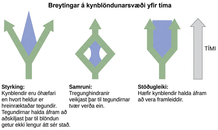 Three different possible changes in the hybrid zone may occur over time. The first possible change, reinforcement, results when hybrids are less fit than either purebred species. Like a fork in the road, the species continue to diverge until hybridization no longer occurs. The second possible change, fusion, results when reproductive barriers weaken until two species become one. In this scenario species initially diverge, but then join together. In the third scenario, stability, fit hybrids continue to be produced at a steady rate.
