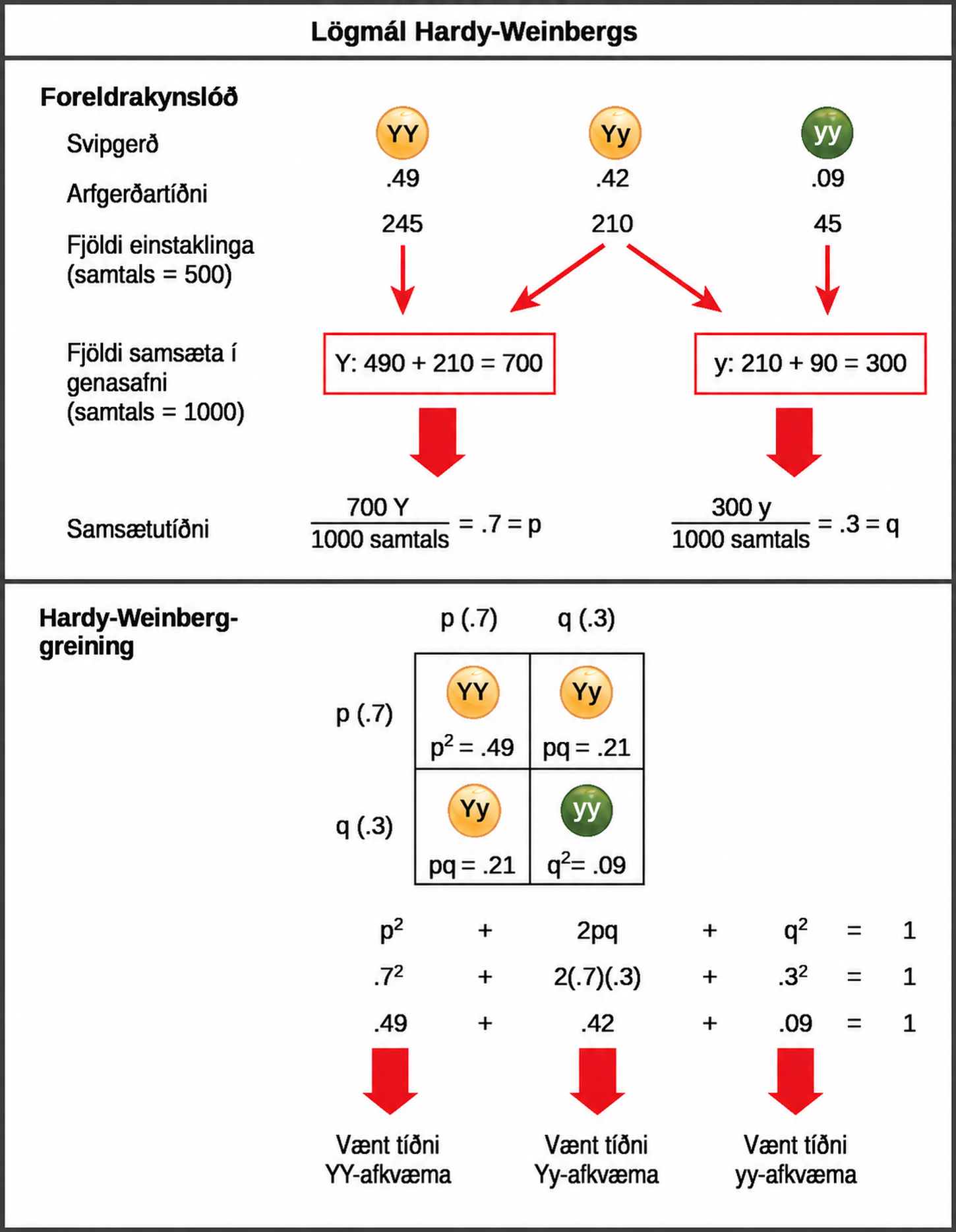 The Hardy-Weinberg principle is used to predict the genotypic distribution of offspring in a given population. In the example given, pea plants have two different alleles for pea color. The dominant capital Y allele results in yellow pea color, and the recessive small y allele results in green pea color. The distribution of individuals in a population of 500 is given. Of the 500 individuals, 245 are homozygous dominant (capital Y capital Y) and produce yellow peas. 210 are heterozygous (capital Y small y) and also produce yellow peas. 45 are homozygous recessive (small y small y) and produce green peas. The frequencies of homozygous dominant, heterozygous, and homozygous recessive individuals are 0.49, 0.42, and 0.09, respectively. Each of the 500 individuals provides two alleles to the gene pool, or 1000 total. The 245 homozygous dominant individuals provide two capital Y alleles to the gene pool, or 490 total. The 210 heterozygous individuals provide 210 capital Y and 210 small y alleles to the gene pool. The 45 homozygous recessive individuals provide two small y alleles to the gene pool, or 90 total. The number of capital Y alleles is 490 from homozygous dominant individuals plus 210 from homozygous recessive individuals, or 700 total. The number of small y alleles is 210 from heterozygous individuals plus 90 from homozygous recessive individuals, or 300 total. The allelic frequency is calculated by dividing the number of each allele by the total number of alleles in the gene pool. For the capital Y allele, the allelic frequency is 700 divided by 1000, or 0.7; this allelic frequency is called p. For the small y allele the allelic frequency is 300 divided by 1000, or 0.3; the allelic frequency is called q. Hardy-Weinberg analysis is used to determine the genotypic frequency in the offspring. The Hardy-Wienberg equation is p-squared plus 2pq plus q-squared equals 1. For the population given, the frequency is 0.7-squared plus 2 times .7 times .3 plus .3-squared equals one. The value for p-squared, 0.49, is the predicted frequency of homozygous dominant (capital Y capital Y) individuals. The value for 2pq, 0.42, is the predicted frequency of heterozygous (capital Y small y) individuals. The value for q-squared, .09, is the predicted frequency of homozygous recessive individuals. Note that the predicted frequency of genotypes in the offspring is the same as the frequency of genotypes in the parent population. If all the genotypic frequencies, .49 plus .42 plus .09, are added together, the result is one.