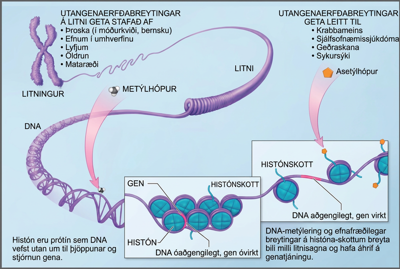 Illustration shows a chromosome that is partially unraveled and magnified, revealing the DNA double helix that had been wound around histone proteins. Histones are proteins around which DNA winds for compaction and gene regulation. Methylation of D N A and chemical modification of histone tails are known as epigenetic changes. Epigenetic changes alter the spacing of nucleosomes and change gene expression. Epigenetic changes may result from development, either in utero or in childhood, environmental chemicals, drugs, aging, or diet. Epigenetic changes may result in cancer, autoimmune disease, mental disorders, and diabetes.