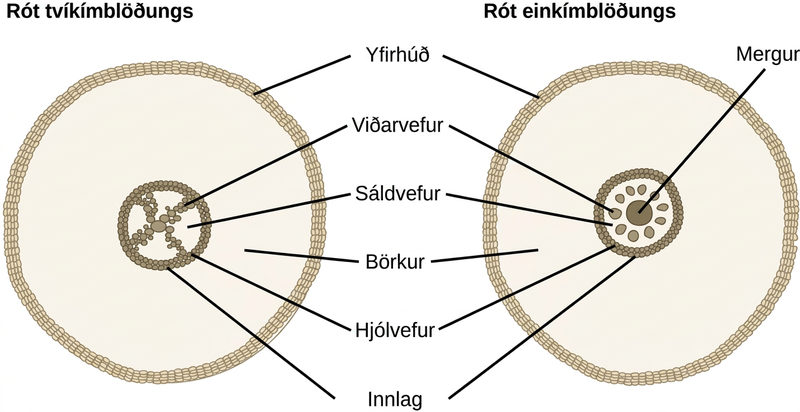 The cross section of a dicot root has an X-shaped structure at its center. The X is made up of many xylem cells. Phloem cells fill the space between the X. A ring of cells called the pericycle surrounds the xylem and phloem. The outer edge of the pericycle is called the endodermis. A thick layer of cortex tissue surrounds the pericycle. The cortex is enclosed in a layer of cells called the epidermis. The monocot root is similar to a dicot root, but the center of the root is filled with pith. The phloem cells form a ring around the pith. Round clusters of xylem cells are embedded in the phloem, symmetrically arranged around the central pith. The outer pericycle, endodermis, cortex and epidermis are the same in the dicot root.