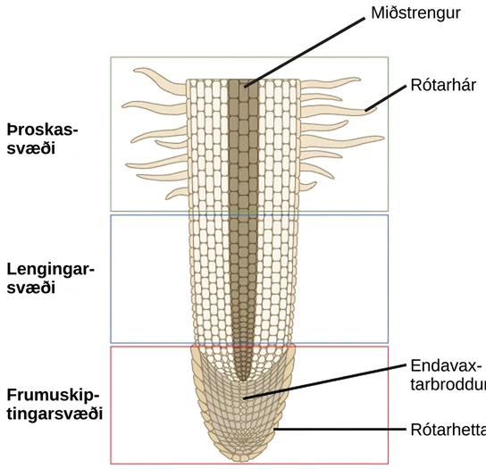 This lateral section of a root tip is divided into three areas: an upper area of maturation, a middle area of elongation, and a lower area of cell division at the root tip. In the area of maturation, root hairs extend from the main root and cells are large and rectangular. The area of elongation has no root hairs, and the cells are still rectangular, but somewhat smaller. A vascular cylinder runs through the center of the root in the area of maturation and the area of elongation. In the area of cell division the cells are much smaller. Cells within this area are called the apical meristem. A layer of cells called the root cap surrounds the apical meristem.