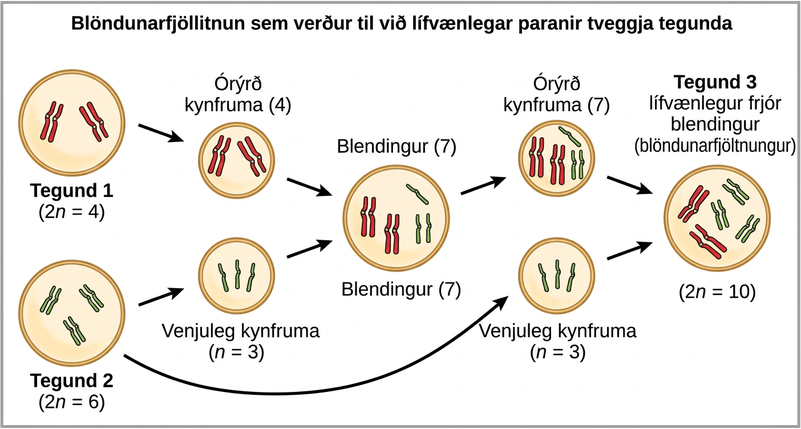 Alloploidy results from viable matings between two species with different numbers of chromosomes. In the example shown, species one has two pairs of chromosomes, and species two has three pairs of chromosomes. When an unreduced gamete from species one (with two pairs of chromosomes) fuses with a normal gamete from species two (with three unpaired chromosomes), a hybrid zygote with seven chromosomes results. An offspring from this mating produces an unreduced gamete with seven chromosomes. If this unreduced gamete fuses with a normal gamete from species one, with three chromosomes, the resulting offspring will have ten viable chromosomes (five pairs of chromosomes).
