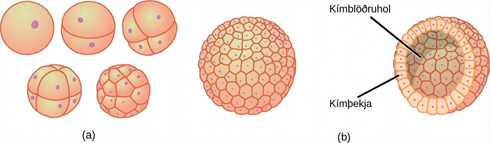 Part A illustration shows a fertilized egg divided into two, four, eight, and sixteen cells. Part B shows a hollow ball of cells. The cells on the surface are called the blastoderm, and the hollow center is called the blastocoel.