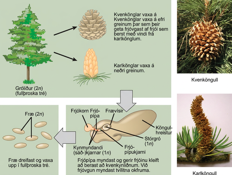 The conifer life cycle begins with a mature tree, which is called a sporophyte and is diploid, 2 n. The tree produces male cones in the lower branches, and female cones in the upper branches. The male cones produce pollen grains that contain two generative, sperm, nuclei and a tube nucleus. When the pollen lands on a female scale, a pollen tube grows toward the female gametophyte, which consists of an ovule containing the megaspore. Upon fertilization, a diploid zygote forms. The resulting seeds are dispersed, and grow into a mature tree, ending the cycle. Both the male and female cone are made up of rows of scales, but the female cone is round and wide, and the male cone is long and thin with thinner scales.