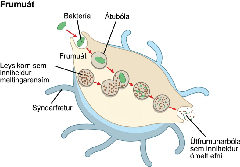 In this illustration, a eukaryotic cell is shown consuming a bacterium. As the bacterium is consumed, it is encapsulated in a vesicle. The vesicle fuses with a lysosome, and proteins inside the lysosome digest the bacterium.