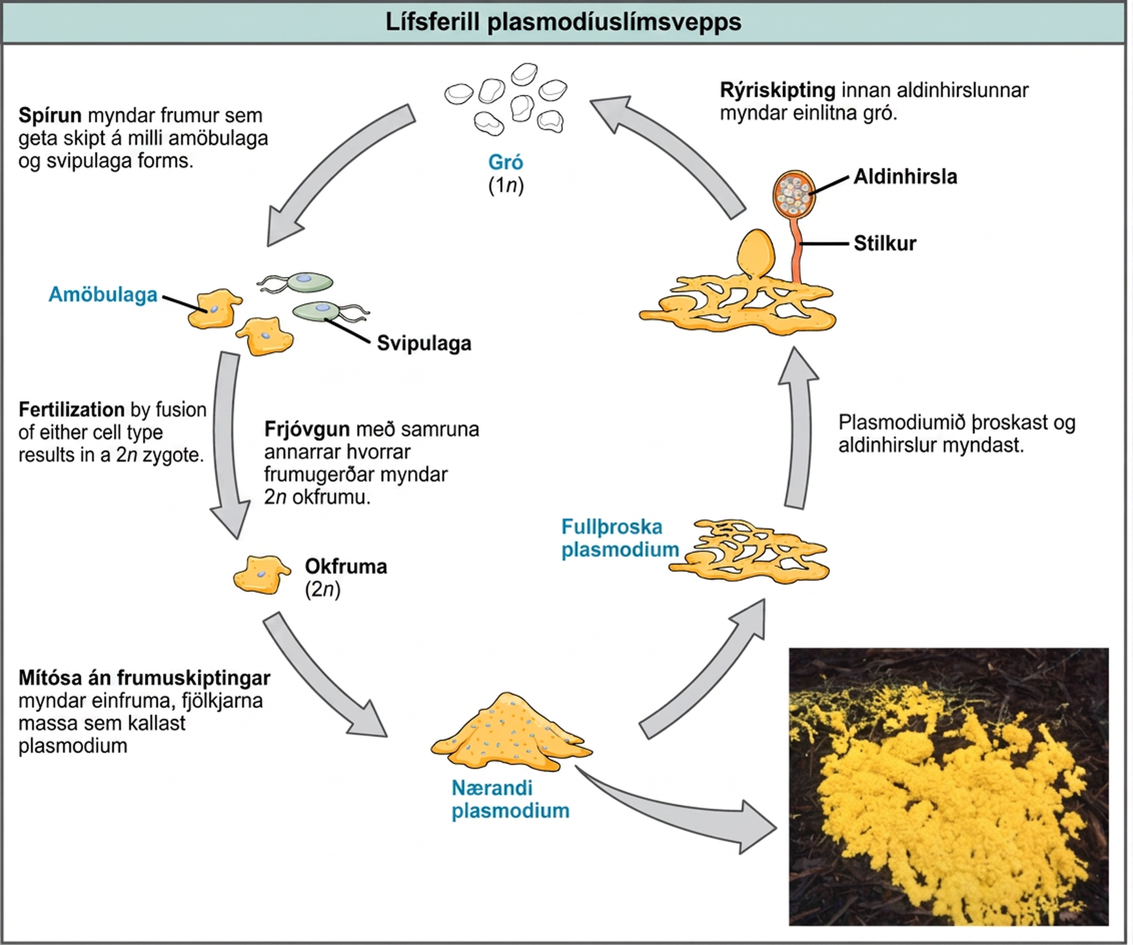 Illustration shows the plasmodium slime mold life cycle, which begins when 1n spores germinate, giving rise to cells that can convert between amoeboid and flagellated forms. Fertilization by fusion of either cell type results in a 2n zygote. The zygote undergoes mitosis without cytokinesis, resulting in a single-celled, multinucleate mass called a plasmodium, which is visible to the naked eye. A photo inset shows that the plasmodium is bright yellow and looks like vomit. As the plasmodium matures, holes form in the center of the mass. Stalks with bulb-shaped sporangia at the top grow up from the mass. Spores are released when the sporangia burst open, completing the cycle.