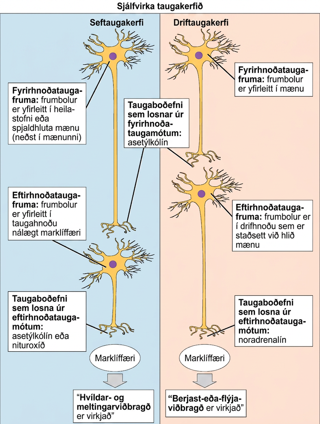 The autonomic nervous system is divided into sympathetic and parasympathetic systems. In the sympathetic system, the soma of the preganglionic neurons is usually located in the spine while in the parasympathetic system the soma is usually in the brainstem or sacral vertebrae, at the bottom of the spine. In both systems, the preganglionic neuron releases the neurotransmitter acetylcholine into the preganglionic synapse. Postganglionic neurons of the sympathetic system have somas in a sympathetic ganglion, located next to the spinal cord. Postganglionic neurons of the parasympathetic system have somas in ganglions near the target organ. Postganglionic neurons of the sympathetic system release norepinephrine into the postganglionic synapse, causing the fight or flight response to be activated in the target organ, while postganglionic neurons of the parasympathetic system release acetylcholine or nitric oxide into postganglionic synapse, causing the rest and digest response to be activated in the target organ.
