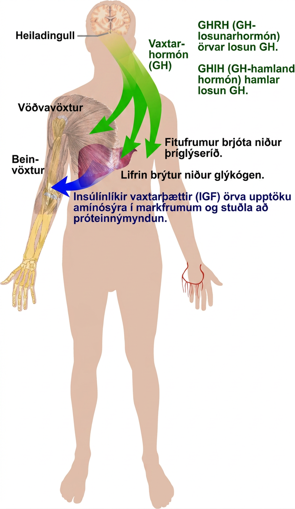 Growth hormone, or G H, is released from the pituitary gland and stimulates bone and muscle growth. It also stimulates fat breakdown by adipocytes and glycogen breakdown by the liver. The liver releases insulin-like growth factors, or I G Fs, which cause target cells to take up amino acids, promoting protein synthesis. G H releasing hormone stimulates the release of G H, and G H inhibiting hormone inhibits the release of G H.