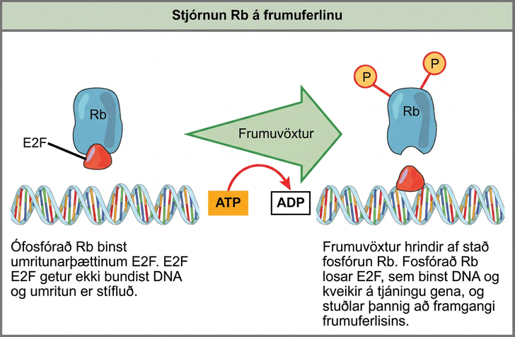 This illustration shows the regulation of the cell cycle by the upper case R lower case b protein. Unphosphorylated upper R lower b binds the transcription factor E 2 F. E 2 F cannot bind the D N A, and transcription is blocked. Cell growth triggers the phosphorylation of R b. Phosphorylated R b releases E 2 F, which binds the D N A and turns on gene expression, thus advancing the cell cycle.