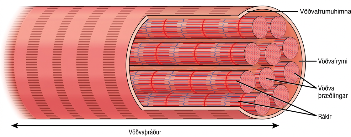 Illustration shows a long, tubular skeletal muscle cell that runs the length of a muscle fiber. Long, cylindrical bundles called myofibrils run the length of the cell. The myofibrils have a banded appearance. A sarcoplasm exists around the myofibrils, and the sarcolemma surrounds everything.