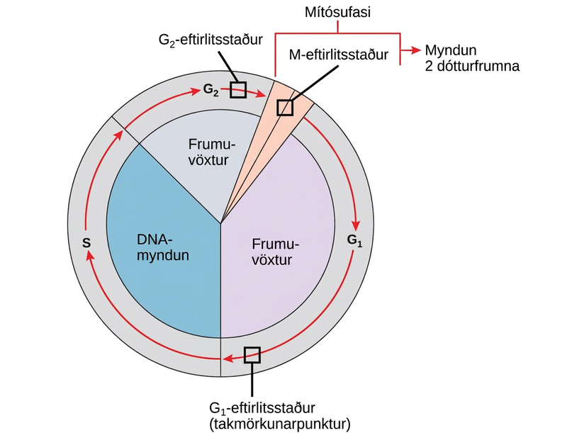 This illustration shows the three major checkpoints of the cell cycle: G subscript 1 baseline checkpoint restriction, G subscript 2 baseline checkpoint, and M checkpoint in the mitotic phase.