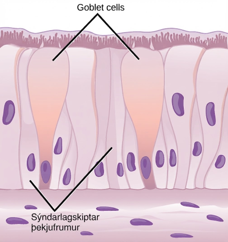 Illustration shows columnar cells arranged side-by-side. The cells are wide at the top, and thin at the bottom. Shorter columnar cells are interspersed between the lower, thin part of the tall columnar cells. Some of these cells extend to the surface of the epithelium, but they are very thin at the top. The nuclei of the tall columnar cells are located near the top, and the nuclei of the shorter columnar cells are located near the bottom, giving the appearance of two layers of cells. Cilia extend from the top of the tall columnar cells. Oval goblet cells are interspersed among the columnar epithelial cells. Beneath the columnar cells is a layer of horizontal cells.