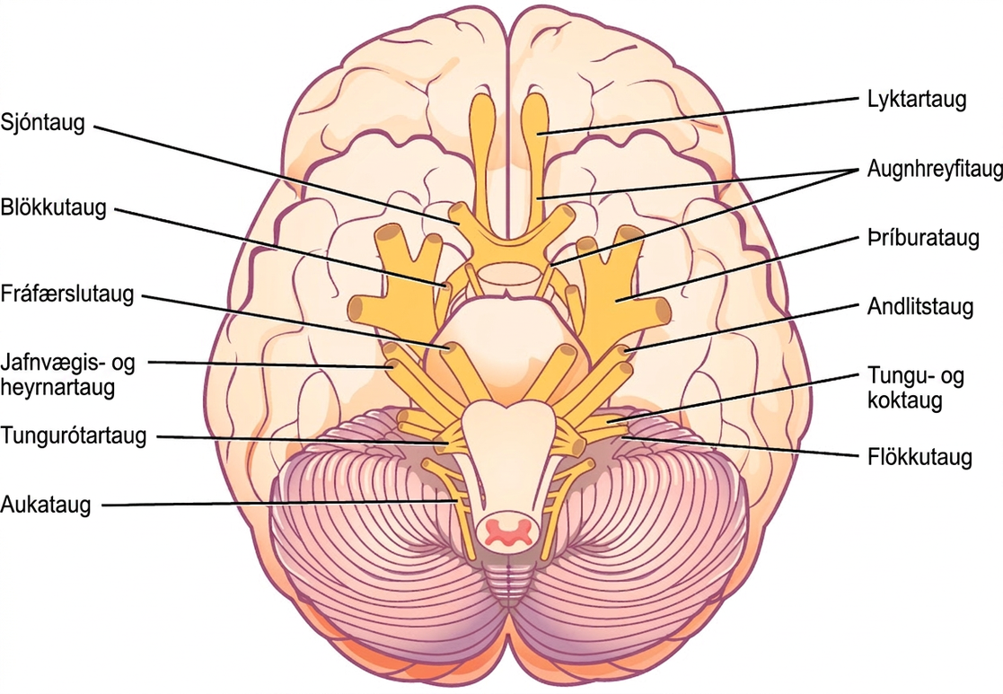 Illustration shows the underside of the brain. The twelve cranial nerves cluster around the brain stem, and are symmetrically located on each side. The olfactory nerve is short and lobe-like, and is located closest to the front. Directly behind this is the optic nerve, then the oculomotor nerve. All these nerves are located in front of the brain stem. The trigeminal nerve, which is the thickest, is located on either side of the brain stem. It forms three branches shortly after leaving the brain. The trochlear nerve is a small nerve in front of the trigeminal nerve. Behind the brain stem are the smaller facial, vestibulocochlear, glossopharyngeal and hypoglossal nerves. The nerve furthest back is the accessory nerve.