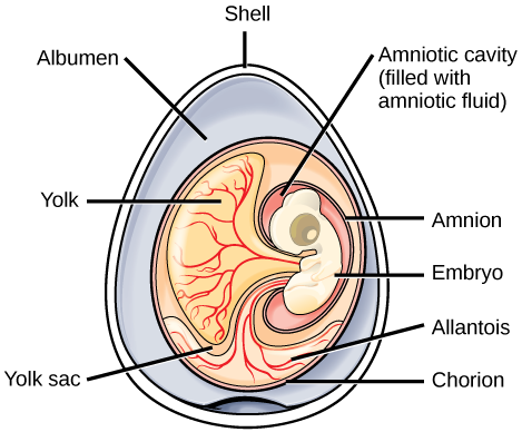 The illustration shows a cross section of an egg. The outer covering is called the shell. There is a circular mass inside with many different parts. Surrounding the mass, within the shell is the albumen. The outer layer of the circular mass is the chorion. An embryo is contained within an amniotic cavity, filled with amniotic fluid. Attached to the embryo is a yolk sac, filled with a yolk substance. Vein like features, called allantois, extend from the chorion to the embryo.