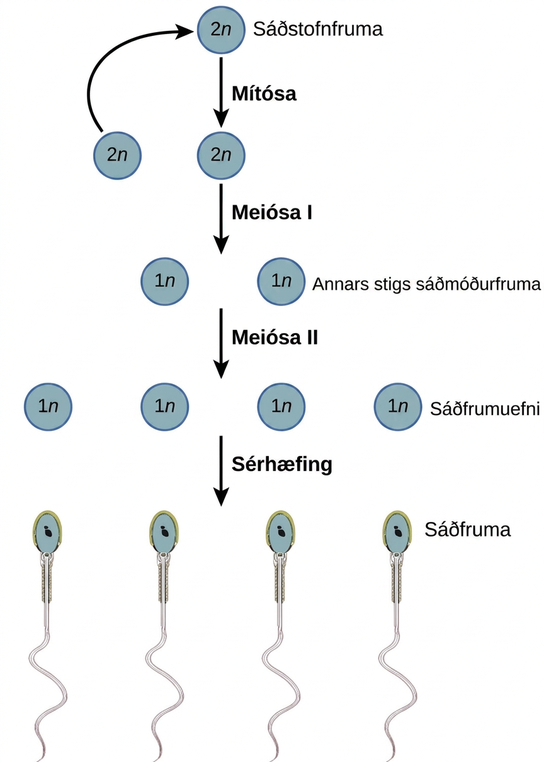 Spermatogenesis begins when the 2 n spermatogonium undergoes mitosis, producing more spermatagonia. The spermatogonia undergo meiosis I, producing haploid 1 n secondary spermatocytes, and meiosis I I, producing spermatids. Differentiation of the spermatids results in mature sperm.