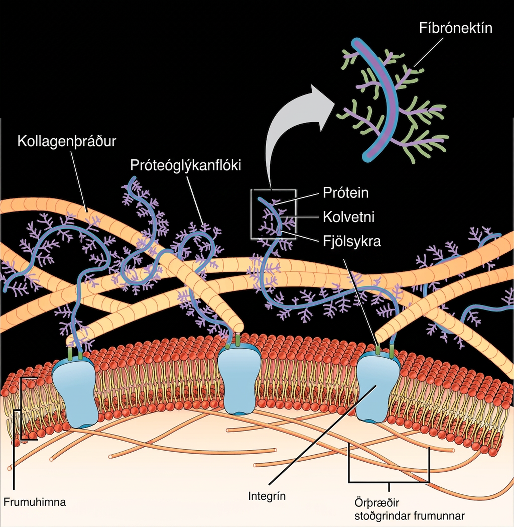 This illustration shows the plasma membrane. Embedded in the plasma membrane are integral membrane proteins called integrins. On the exterior of the cell is a vast network of collagen fibers. The fibers are attached to the integrins via a protein called fibronectin. Proteoglycan complexes also extend from the plasma membrane to the extracellular matrix. A close-up view shows that each proteoglycan complex is composed of a polysaccharide core. Proteins branch from this core, and carbohydrates branch from the proteins. The inside of the cytoplasmic membrane is lined with microfilaments of the cytoskeleton.