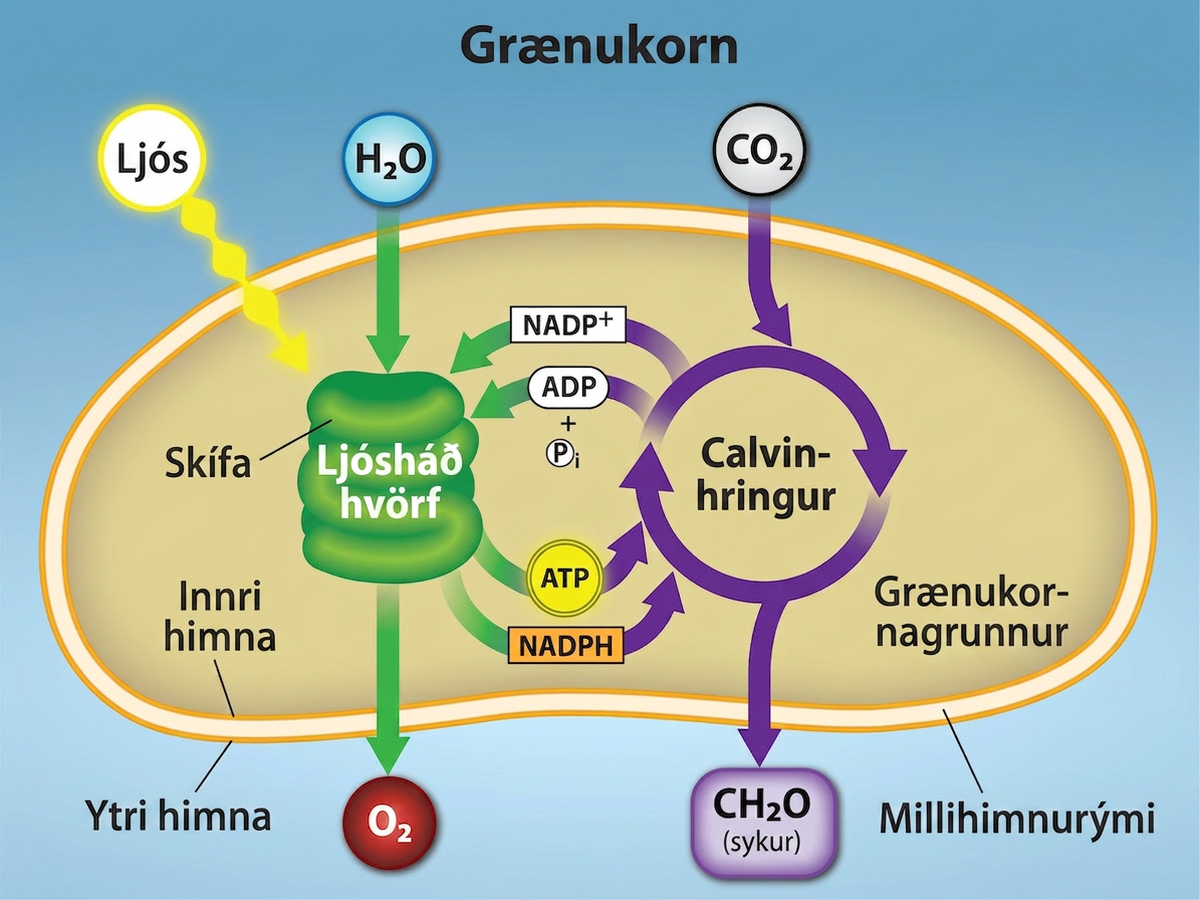 This illustration shows a chloroplast with an outer membrane, an inner membrane, and stacks of membranes inside the inner membrane called thylakoids. The entire stack is called a granum. In the light reactions, energy from sunlight is converted into chemical energy in the form of A T P and N A D P H. In the process, water is used and oxygen is produced. Energy from A T P and N A D P H are used to power the Calvin cycle, which produces G 3 P from carbon dioxide. A T P is broken down to A D P and Pi, and N A D P H is oxidized to N A D P superscript plus sign baseline. The cycle is completed when the light reactions convert these molecules back into A T P and N A D P H.