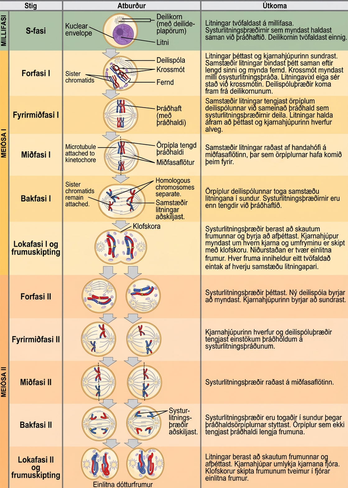 This illustration outlines the stages of meiosis. In interphase, before meiosis begins, the chromosomes are duplicated. Meiosis I then proceeds through several stages. In prophase I, the chromosomes begin to condense and the nuclear envelope fragments. Homologous pairs of chromosomes line up, and chiasmata form between them. Crossing over occurs at the chiasmata. Spindle fibers emerge from the centrosomes. In prometaphase I, homologous chromosomes attach to the spindle microtubules. In metaphase I, homologous chromosomes line up at the metaphase plate. In anaphase I, the spindle microtubules pull the homologous pairs of chromosomes apart. In telophase I and cytokinesis, the sister chromatids arrive at the poles of the cell and begin to decondense. The nuclear envelope begins to form again, and cell division occurs. Meiosis II then proceeds through several stages. In prophase II, the sister chromatids condense and the nuclear envelope fragments. A new spindle begins to form. In prometaphase II, the sister chromatids become attached to the kinetochore. In metaphase II, the sister chromatids line up at the metaphase plate. In anaphase II, the sister chromatids are pulled apart by the shortening spindles. In telophase II and cytokinesis, the nuclear envelope forms again and cell division occurs, resulting in four haploid daughter cells.