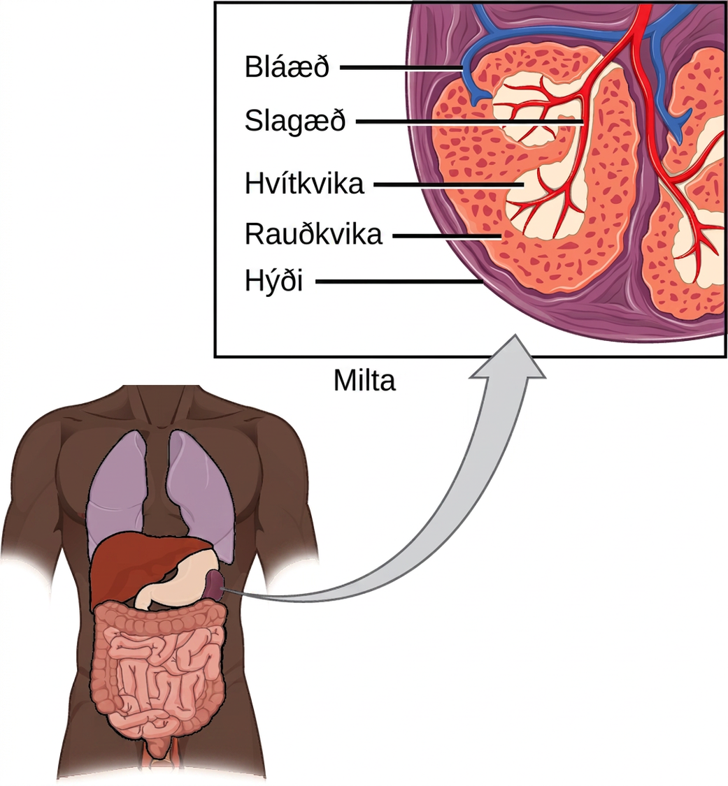 Illustration shows a cross section of a part of a spleen, which is located the upper left part of the abdomen. The spleen is divided into oval quadrants. At the center of these quadrants is white pulp, and at the periphery is red pulp. Arteries extend into the white pulp. Veins connect to the red pulp. The spleen is surrounded by a membrane called a capsule.