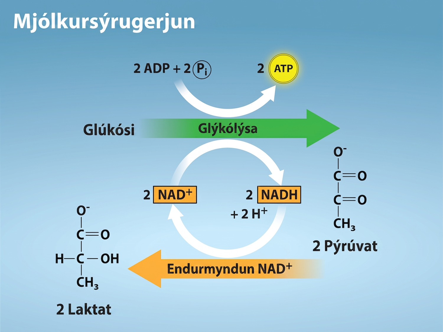This illustration shows that during glycolysis, glucose is broken down into two pyruvate molecules and, in the process, two N A D H are formed from N A D superscript plus sign baseline. During lactic acid fermentation, the two pyruvate molecules are converted into lactate, and N A D H is recycled back into N A D superscript plus sign baseline.