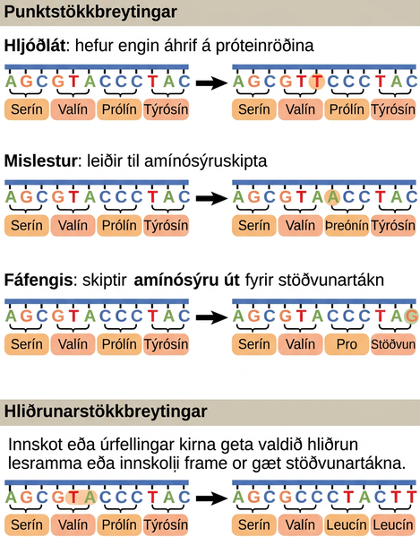 Illustration shows different types of point mutations that result from a single amino acid substitution. In a silent mutation, no change in the amino acid sequence occurs. In a missense mutation, one amino acid is substituted for another. In a nonsense mutation, a stop codon is substituted for an amino acid. In a frameshift mutation, one or more bases is added or deleted, resulting in a change in the reading frame.