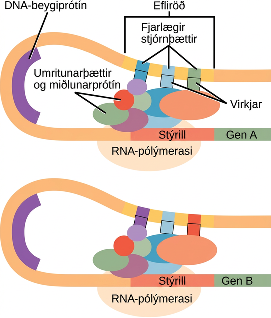 Eukaryotic gene expression is controlled by a promoter immediately adjacent to the gene, and an enhancer far upstream. The D N A folds over itself, bringing the enhancer next to the promoter. Transcription factors and mediator proteins are sandwiched between the promoter and the enhancer. Short D N A sequences within the enhancer called distal control elements bind activators, which in turn bind transcription factors and mediator proteins bound to the promoter. R N A polymerase binds the complex, allowing transcription to begin. Different genes have enhancers with different distal control elements, allowing differential regulation of transcription.