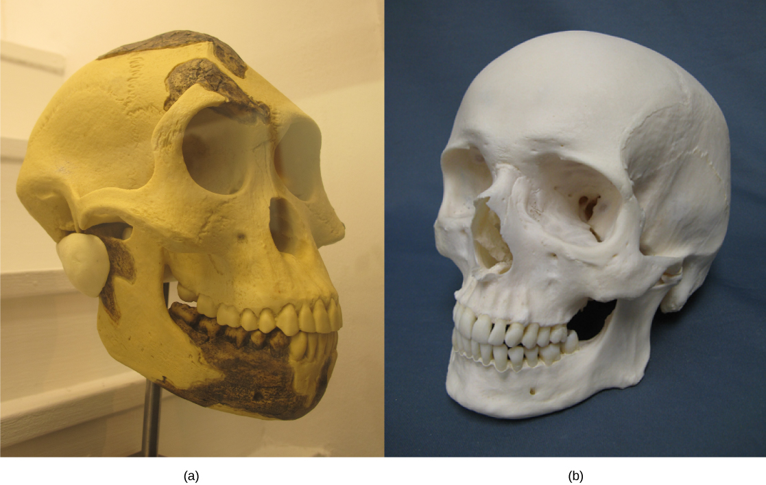 Mynd a sýnir höfuðkúpu A. afarensis með hallandi enni og framstæðan kjálka. Mynd b sýnir höfuðkúpu nútímamanns.
