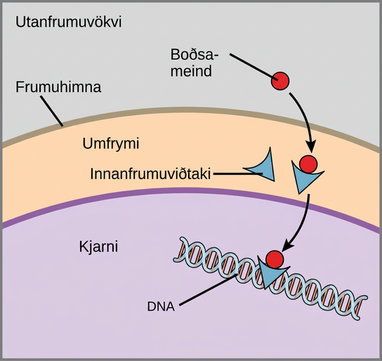 This illustration shows a hydrophobic signaling molecule that diffuses across the plasma membrane and binds an intracellular receptor in the cytoplasm. The intracellular receptor-signaling molecule complex then travels to the nucleus and binds D N A.