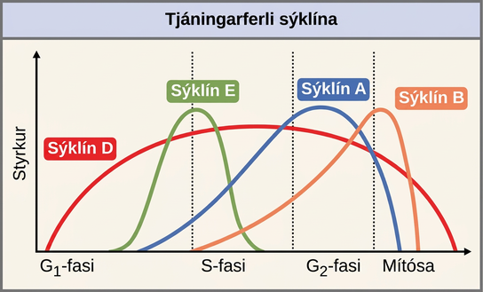 This graph shows the concentrations of different cyclin proteins during various phases of the cell cycle. Cyclin D concentrations increase in G subscript 1 baseline phase, and decrease at the end of mitosis. Cyclin E levels rise during G subscript 1 baseline phase and fall during S phase. Cyclin A levels rise during S phase and fall during mitosis. Cyclin B levels rise in S phase and fall during mitosis.